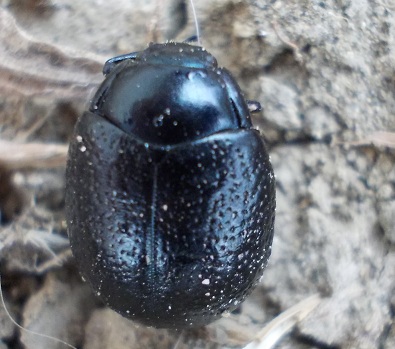 altra vittima suppongo, identificare (Chrysolina?)